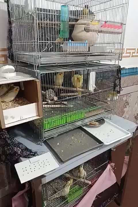 عروس هلندی  و کلوته برزیلی|پرنده|سراوان, |دیوار