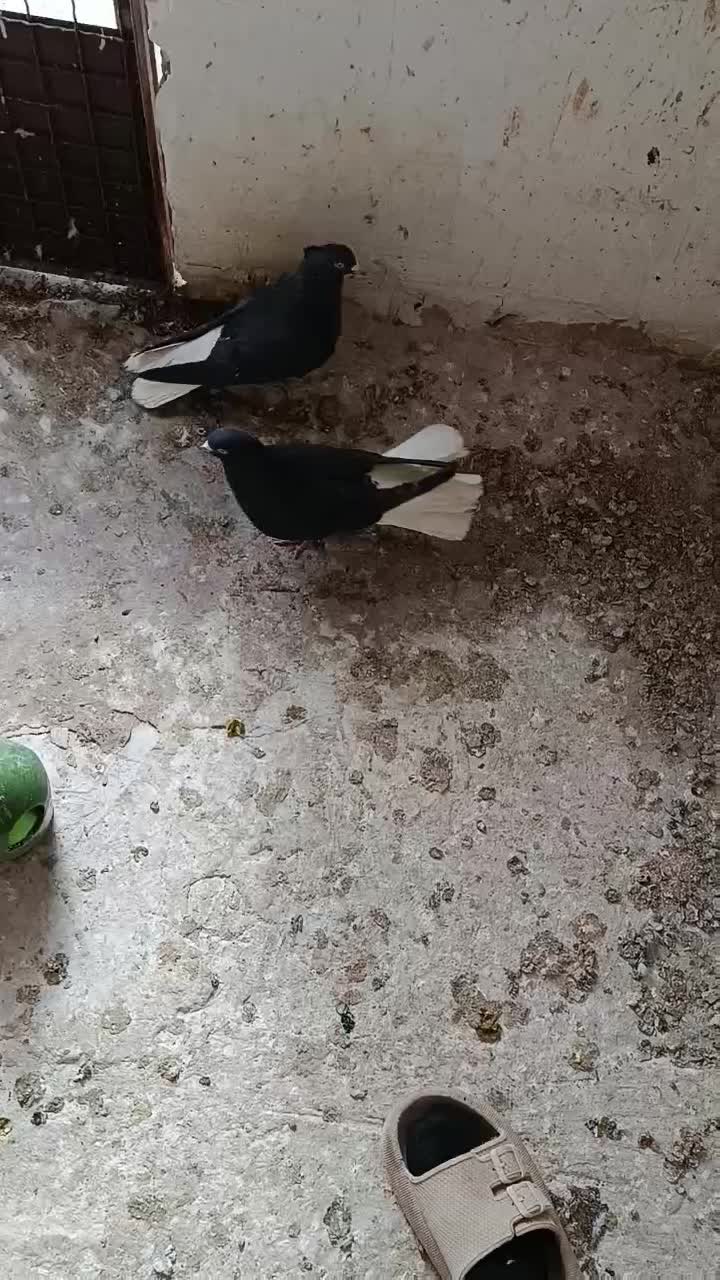 کبوتر|پرنده|بوئین زهرا, |دیوار