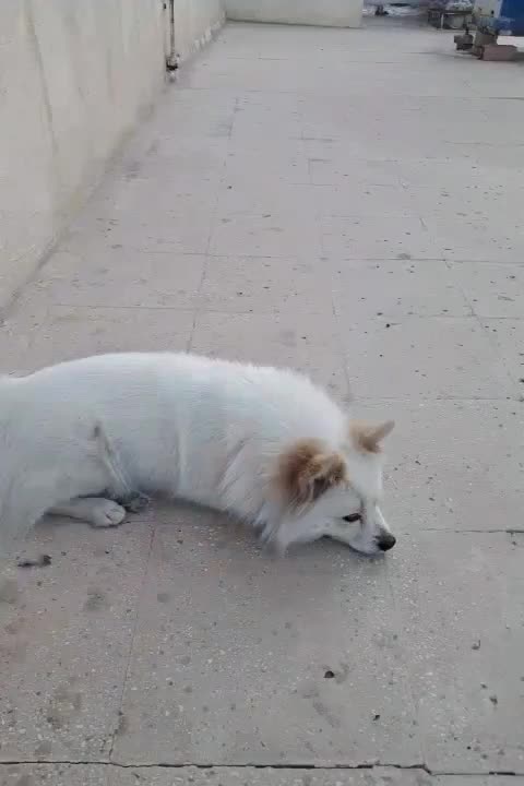 سگ پامرین روباهی بازی گوش.|سگ|قرچک, مهدیه|دیوار