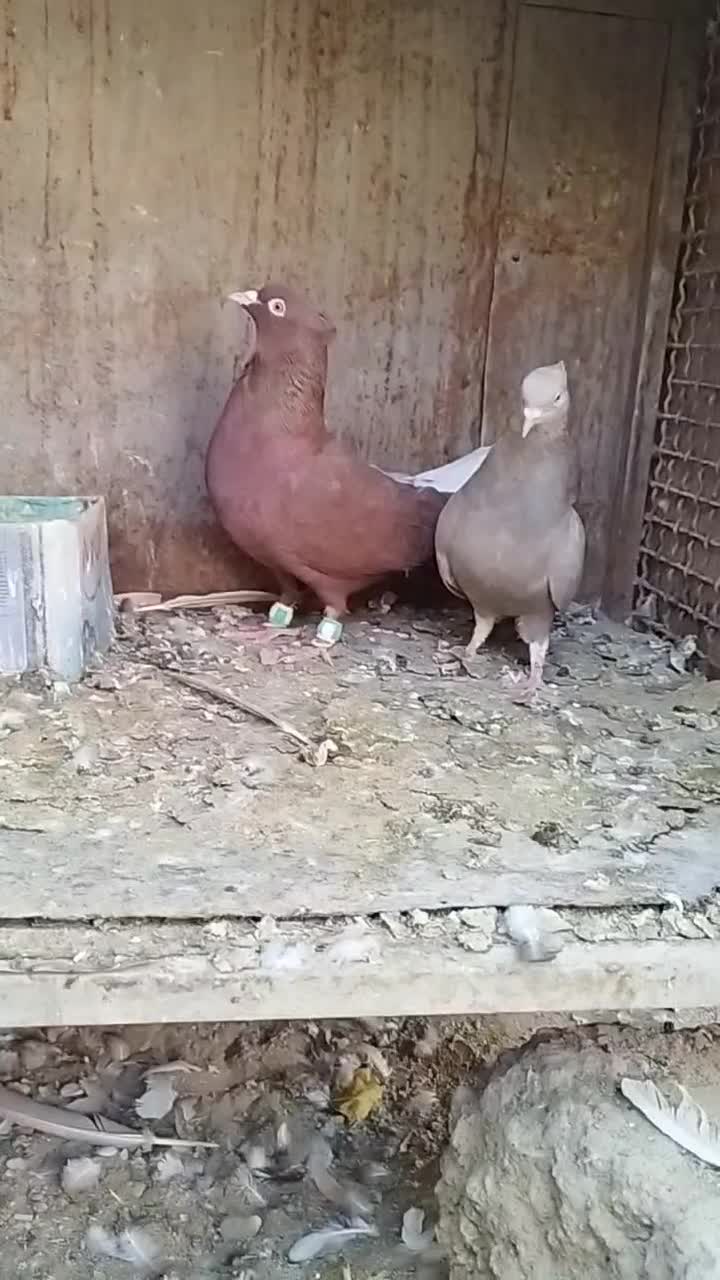 کبوتر دمسفید|پرنده|لنجان, |دیوار