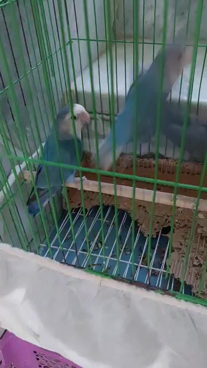 کوتوله برزیلی معاوضه با عروس هلندی|پرنده|سراوان, |دیوار