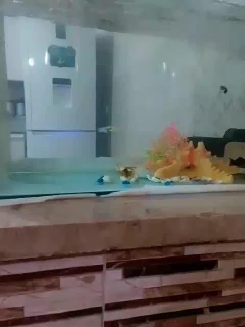 ماهی|ماهی|تربت جام, اسماعیل آباد|دیوار