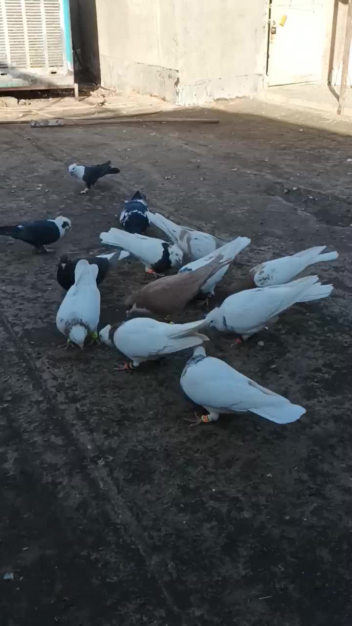 کبوتررنگه هوایی|پرنده|جلگه رخ, |دیوار