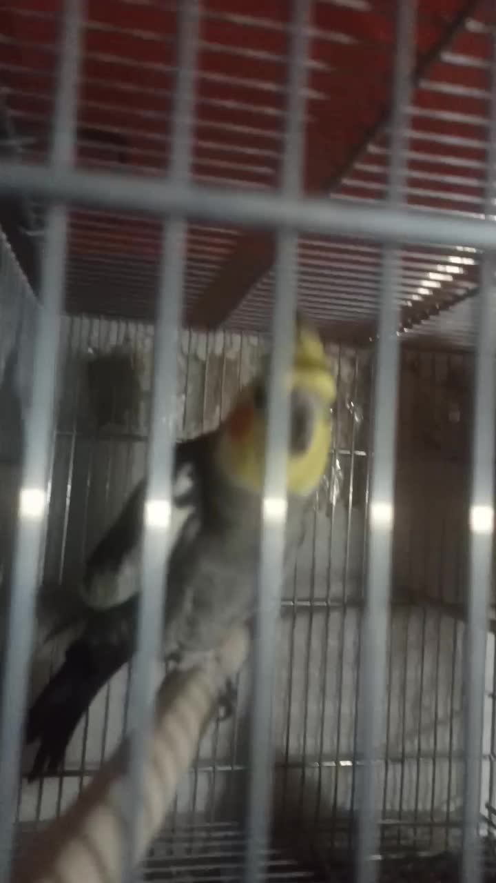 جفت عروس هلندی مولد اماده وجوجه سرلاکی|پرنده|نقده, |دیوار