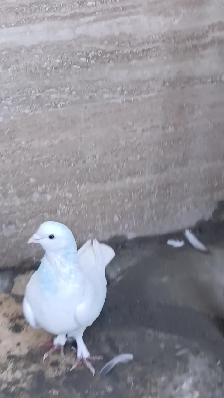 کبوتر|پرنده|اسلامآباد غرب, |دیوار