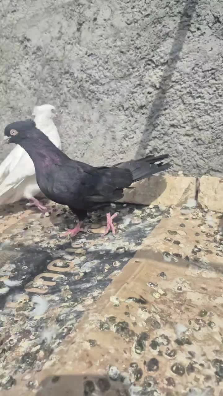 اراکی و آبادانی|پرنده|اصفهان, بوستان کوهستانی صفه|دیوار
