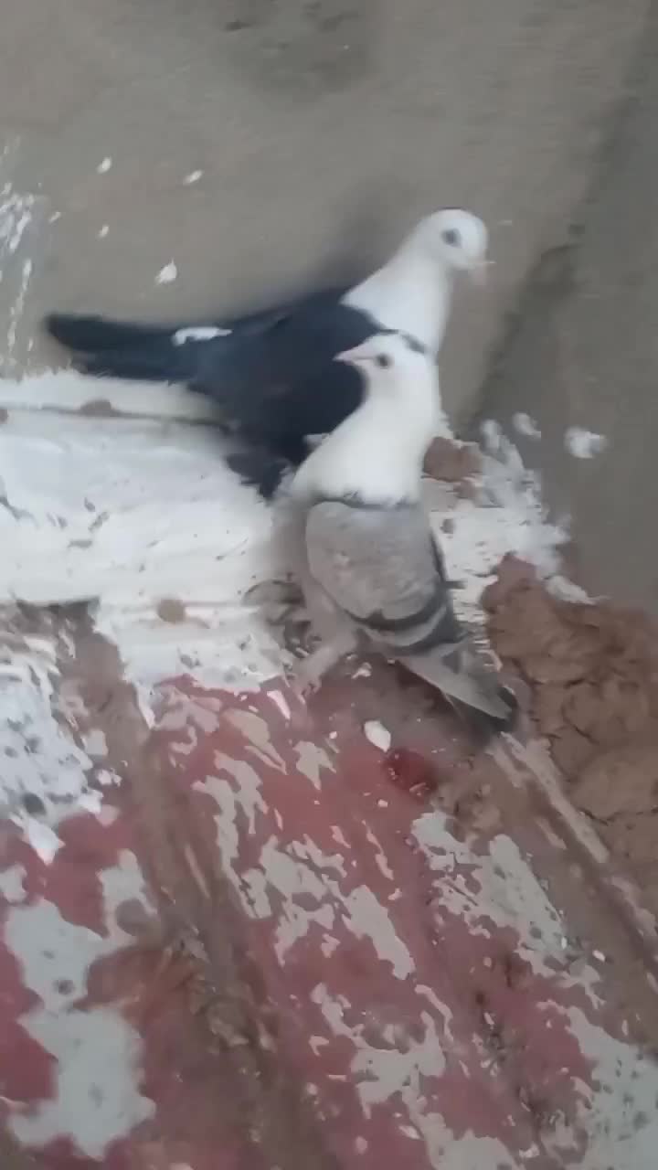 یک جفت کله سفید|پرنده|شهرآباد, |دیوار