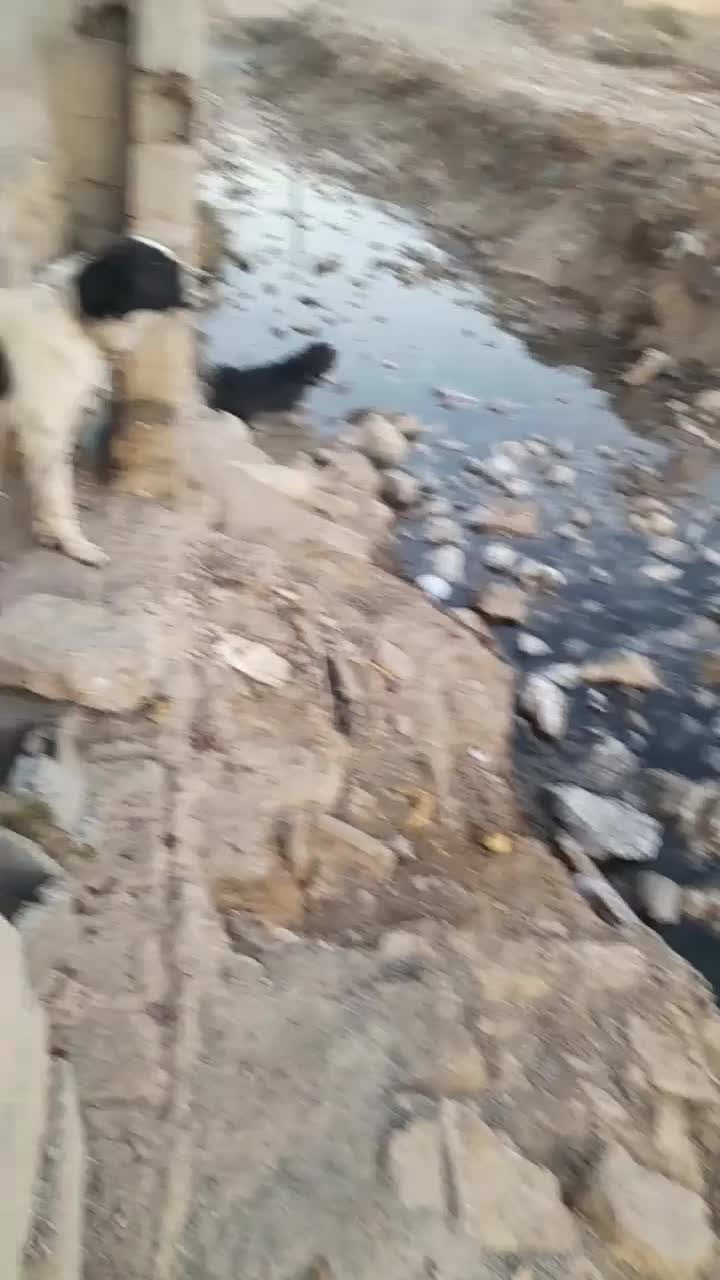 فروش سگ لجنی دست وپا خال خالی|سگ|فارسان, |دیوار