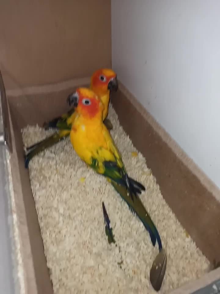 خورشیدی سان کانور خالص|پرنده|کاشمر, |دیوار