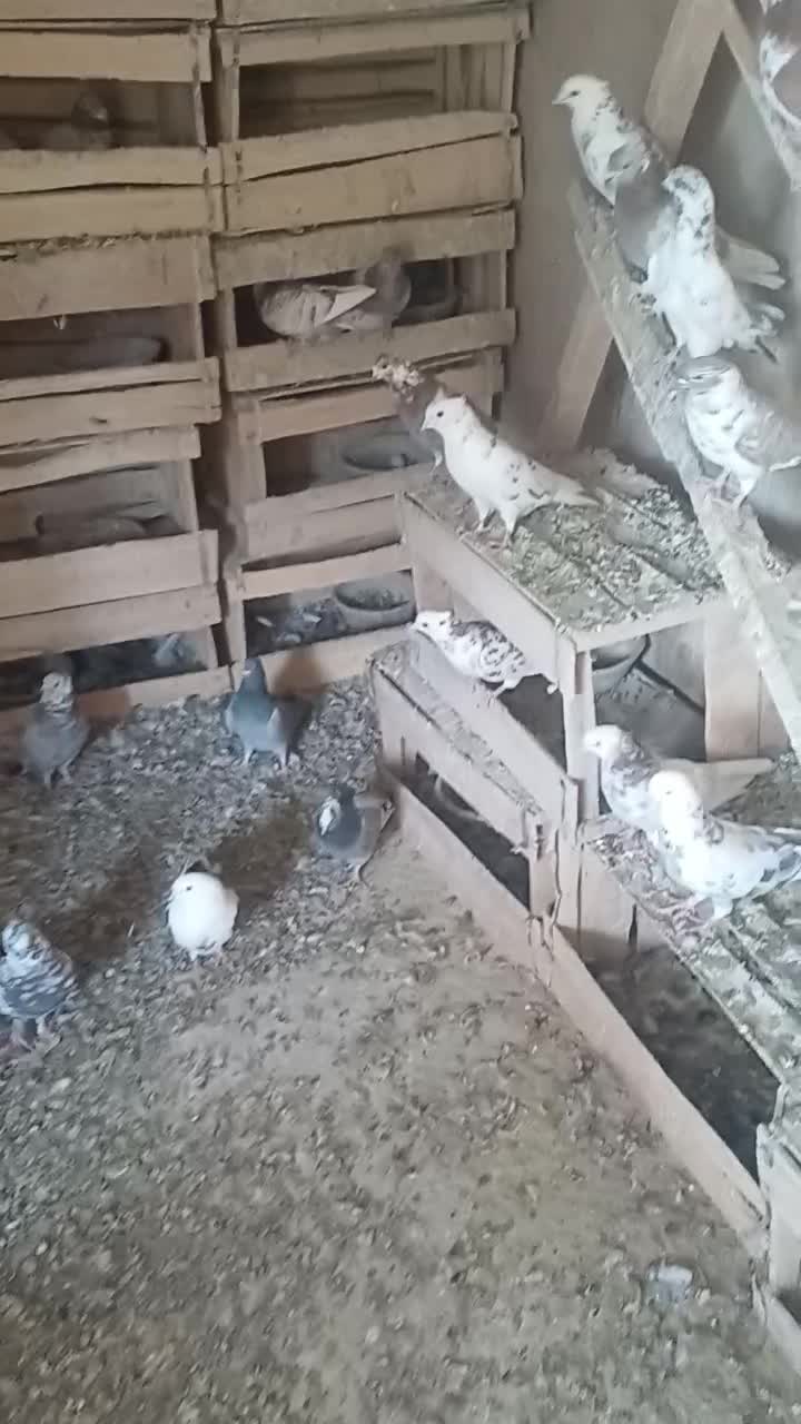 ۷۰تاپرشی یجا|پرنده|کهک, |دیوار