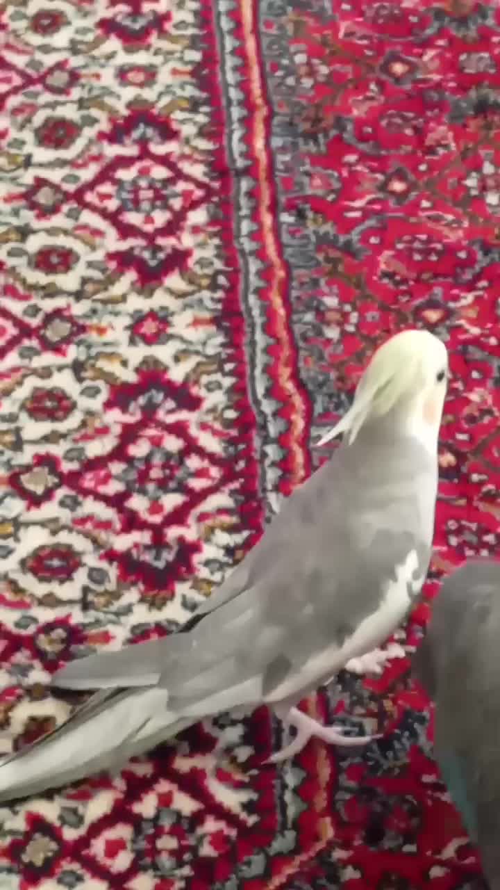 عروس هلندی نر رام|پرنده|سنندج, |دیوار