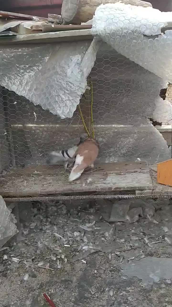 کفتر|پرنده|شیراز, کوزه گری|دیوار