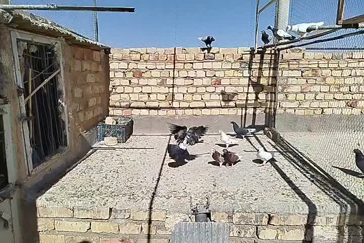 کفتر فروشی به شرط پرش|پرنده|قم, تعویض پلاک|دیوار