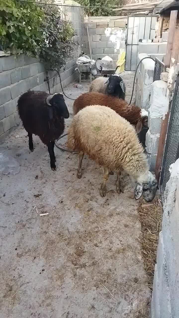 بره نر چاق در وزن های مختلف (میش.بز.شیشک)|حیوانات مزرعه|پیشوا, |دیوار