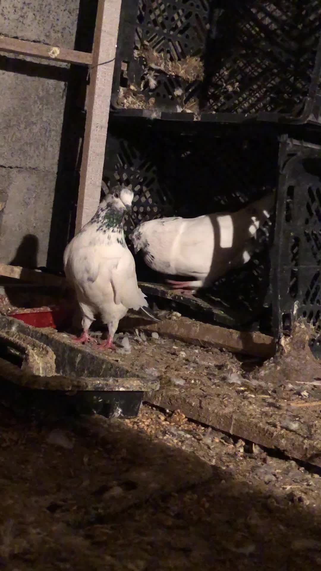 کله دم سبز|حیوانات|مهاجران, |دیوار