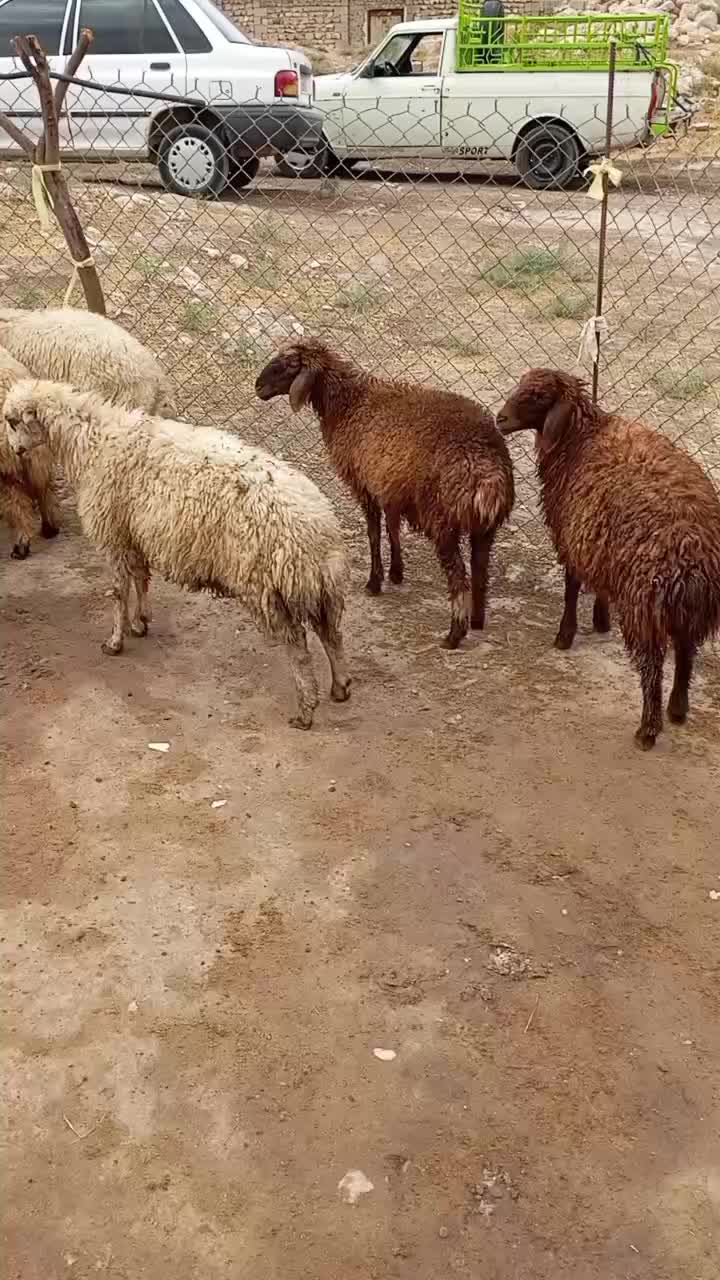 بره|حیوانات مزرعه|دره شهر, |دیوار