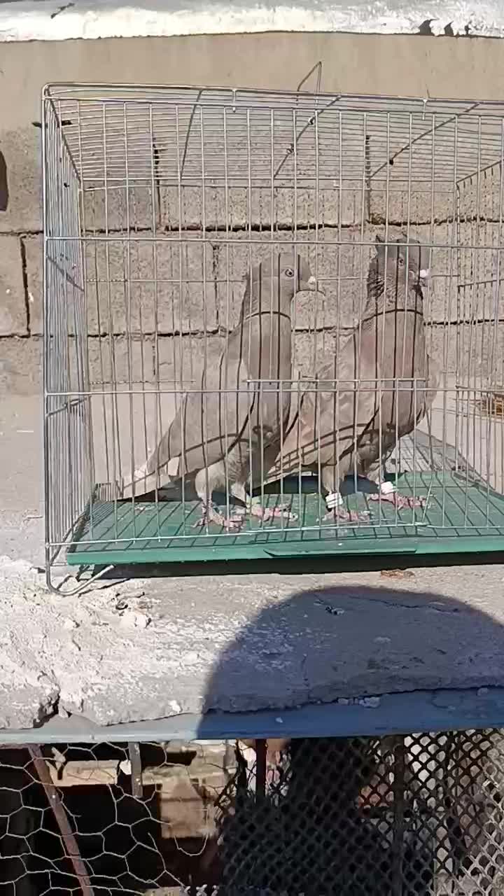 دم سفید|پرنده|بهبهان, |دیوار