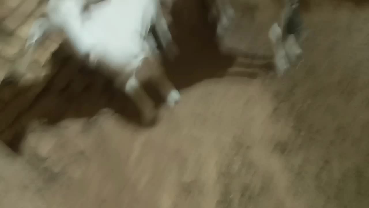 دو عدد غیریت سانن|حیوانات مزرعه|میبد, |دیوار