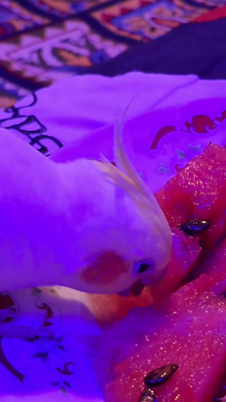 پرنده گمشده ۲ سالشه.|حیوانات|قائمشهر, |دیوار