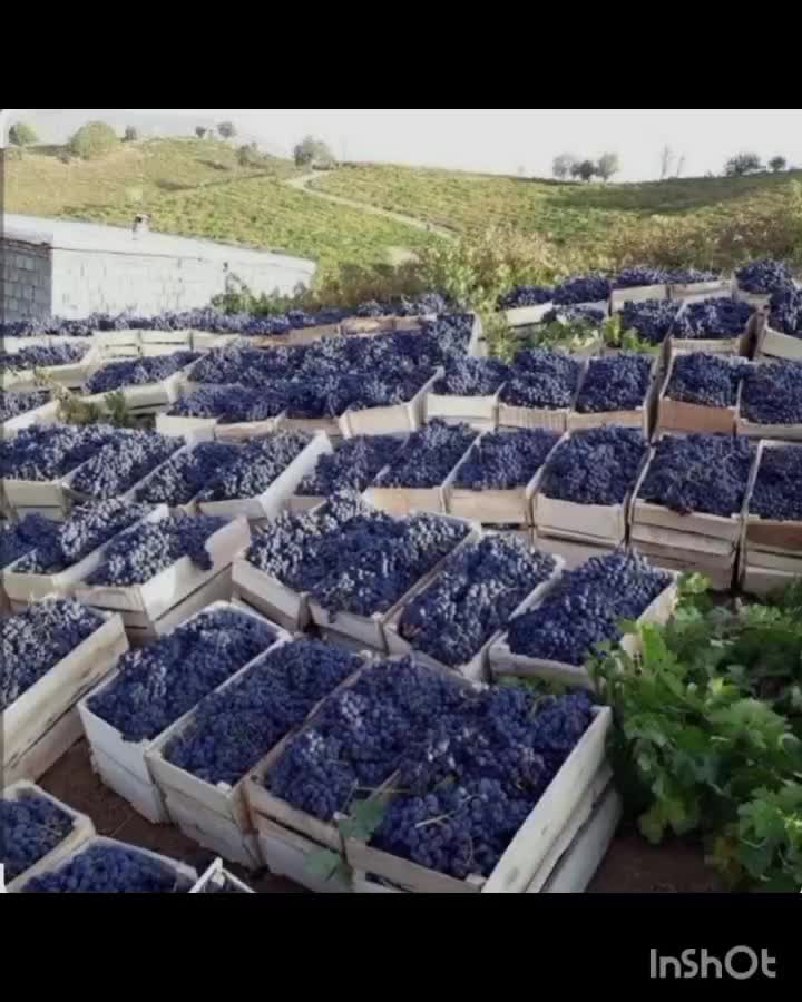 انگور شانی سر دشت|عمده‌فروشی|ارطه, |دیوار