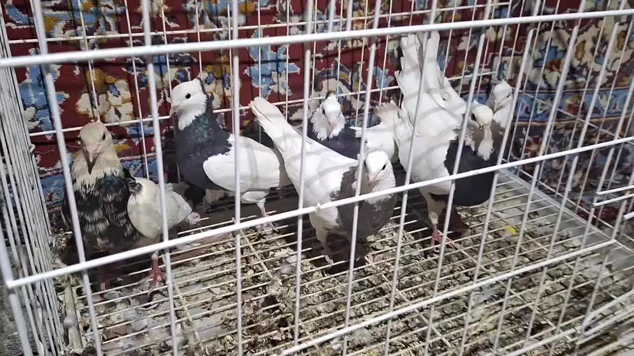 کبوتر طوقی|پرنده|باشت, |دیوار