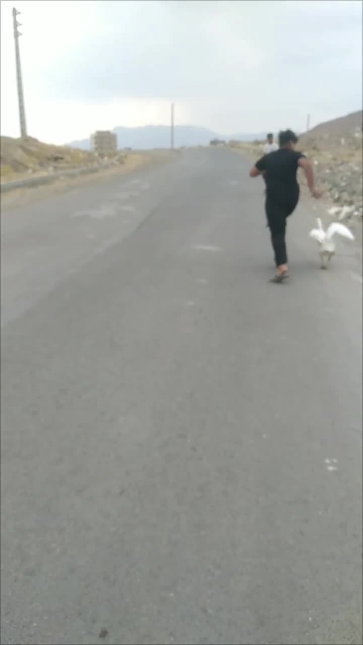 غاز|حیوانات مزرعه|کنگاور, |دیوار