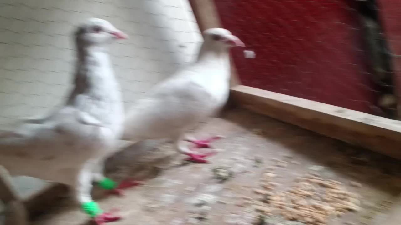 کفتر سار طوقی|پرنده|مشهد, سجادیه|دیوار