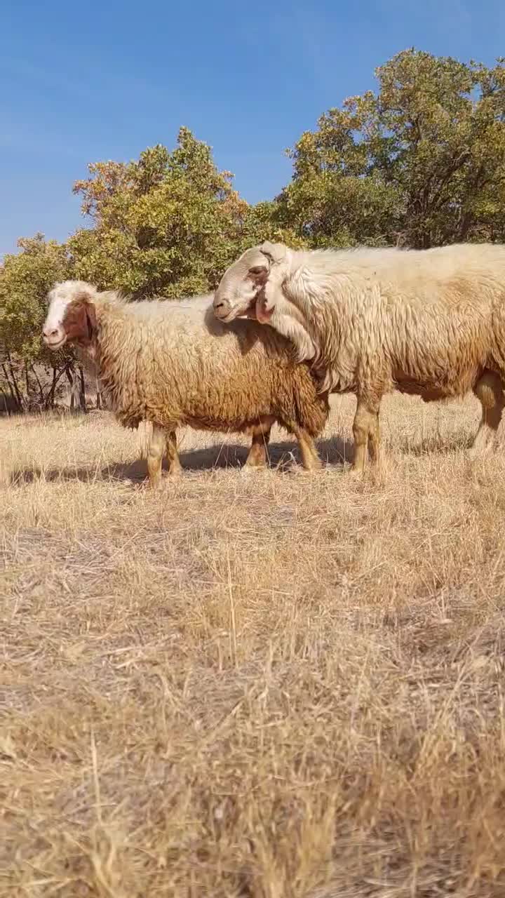 قوچ سنجابی بختیاری دورگه|حیوانات مزرعه|گهواره, |دیوار