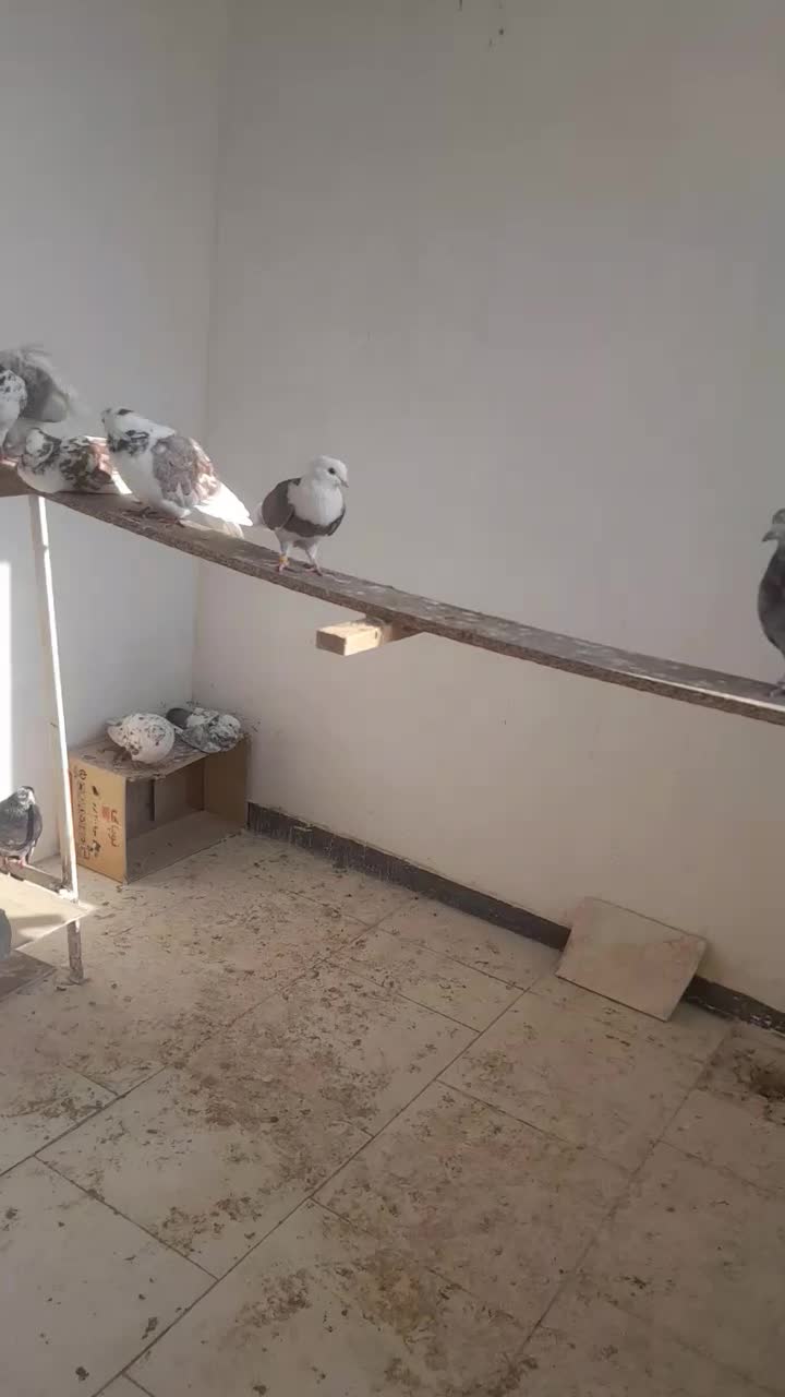 کفتر پرشی|پرنده|فردیس, شهرک ناز|دیوار