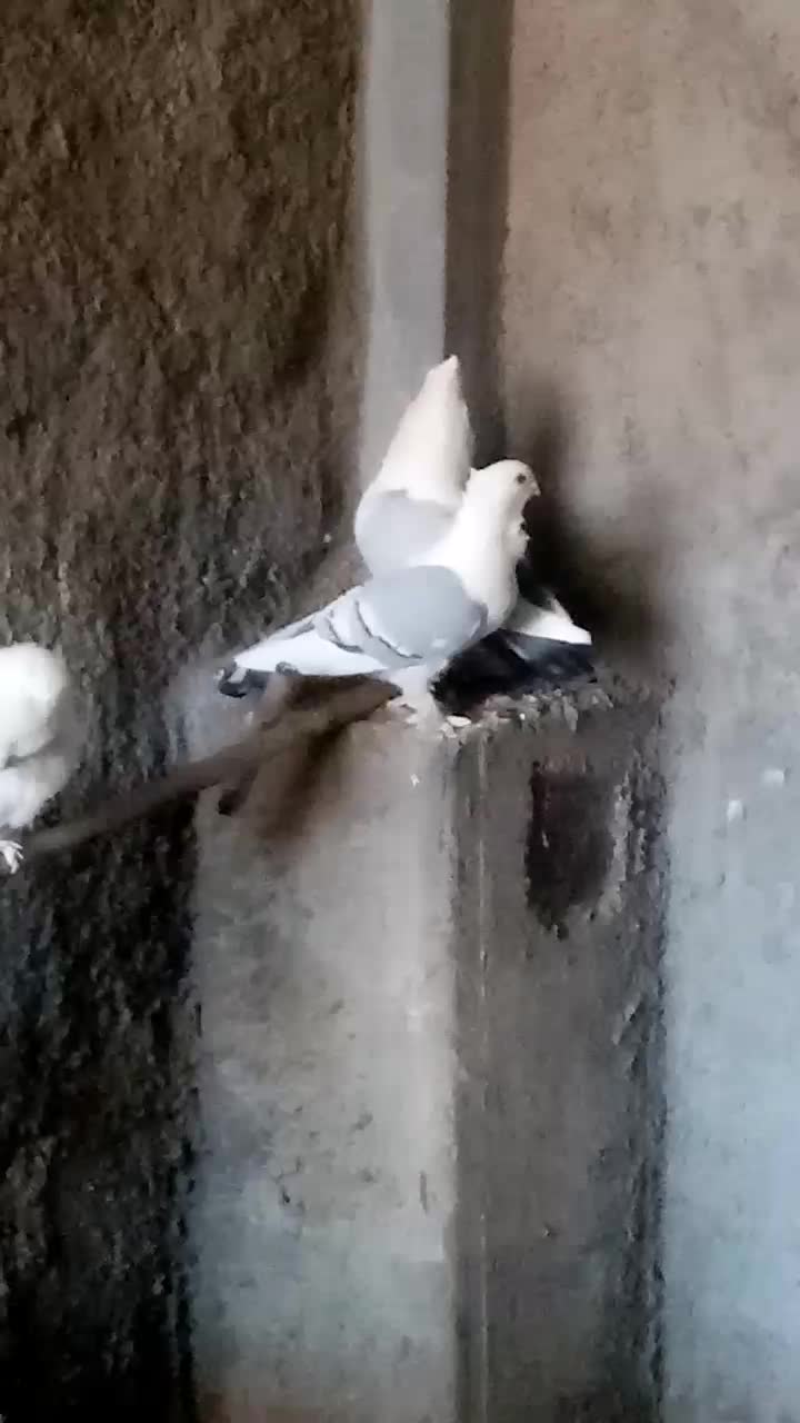 کبوتر کفتر ساتن بلژیکی|پرنده|کوهرنگ, |دیوار