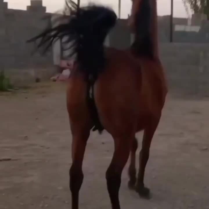 مادیان دره شوری نوه سالار۱|اسب و تجهیزات اسبسواری|کرمان, |دیوار