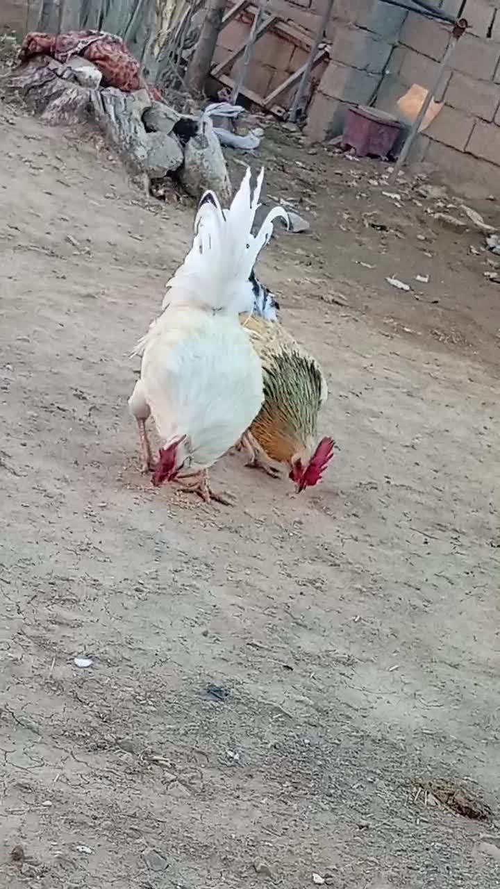 خروس|حیوانات مزرعه|حمیل, |دیوار