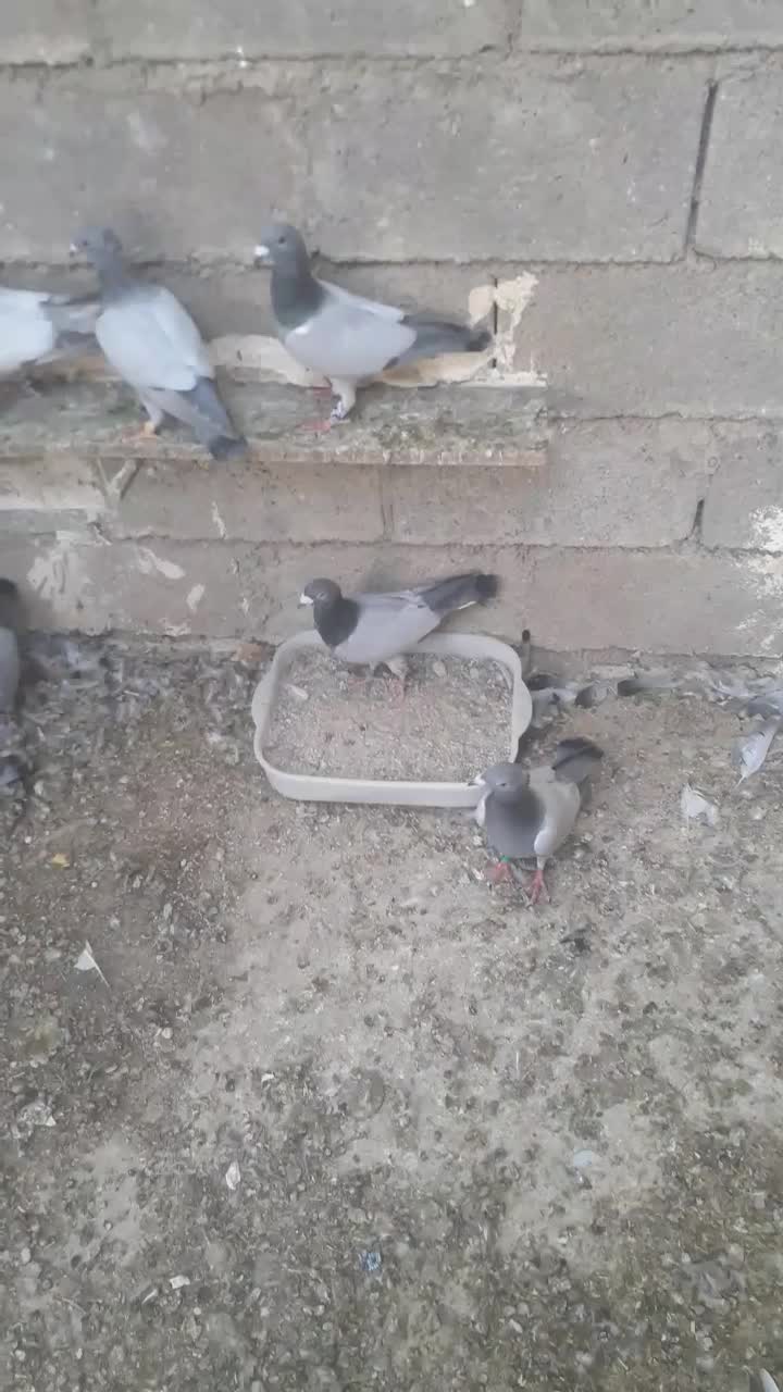 فروش کبوتران بی خط|پرنده|کوه چنار, |دیوار