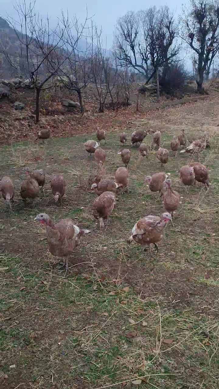 بوقلمون بوربون محلی|حیوانات مزرعه|بانه, |دیوار