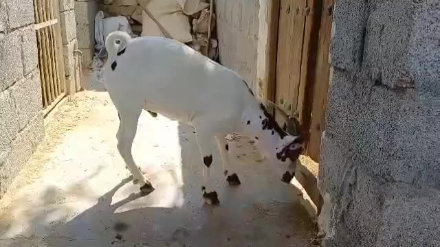 نر صلاله گل توپی|حیوانات مزرعه|بستک, |دیوار