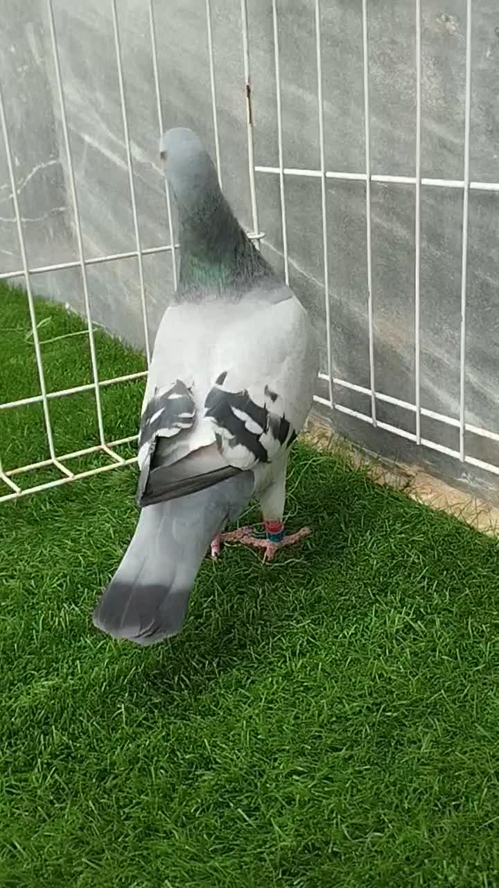 کبوترعربستان ماده|پرنده|خرمشهر, |دیوار