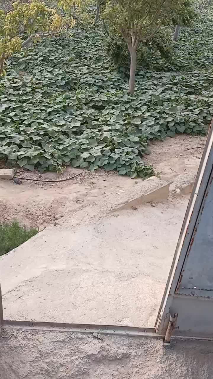 پخش خیار شور شیروان (پخش خیارشور رنجبر)|خوردنی و آشامیدنی|مشهد, نوید|دیوار