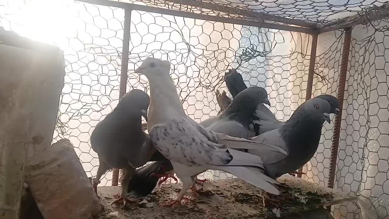 تعدا ۱۰ عدد کبوتر|پرنده|سامان, |دیوار