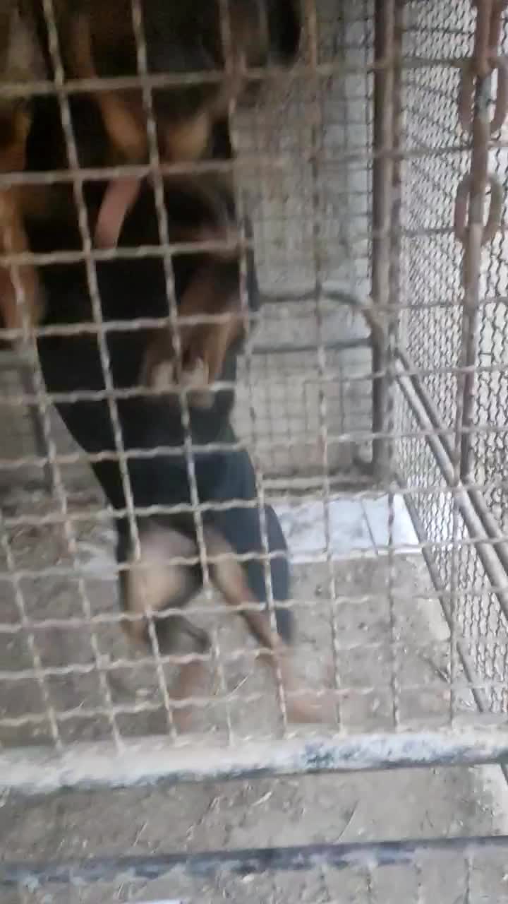 توله روتوایلر|سگ|پاکدشت, پاکدشت (مامازند)|دیوار