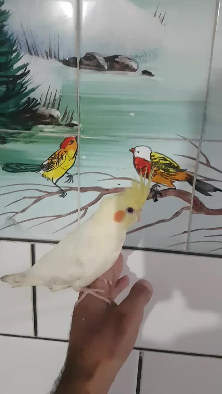 یه جفت جوجه پلاکی و عروس دستی|پرنده|ایذه, |دیوار