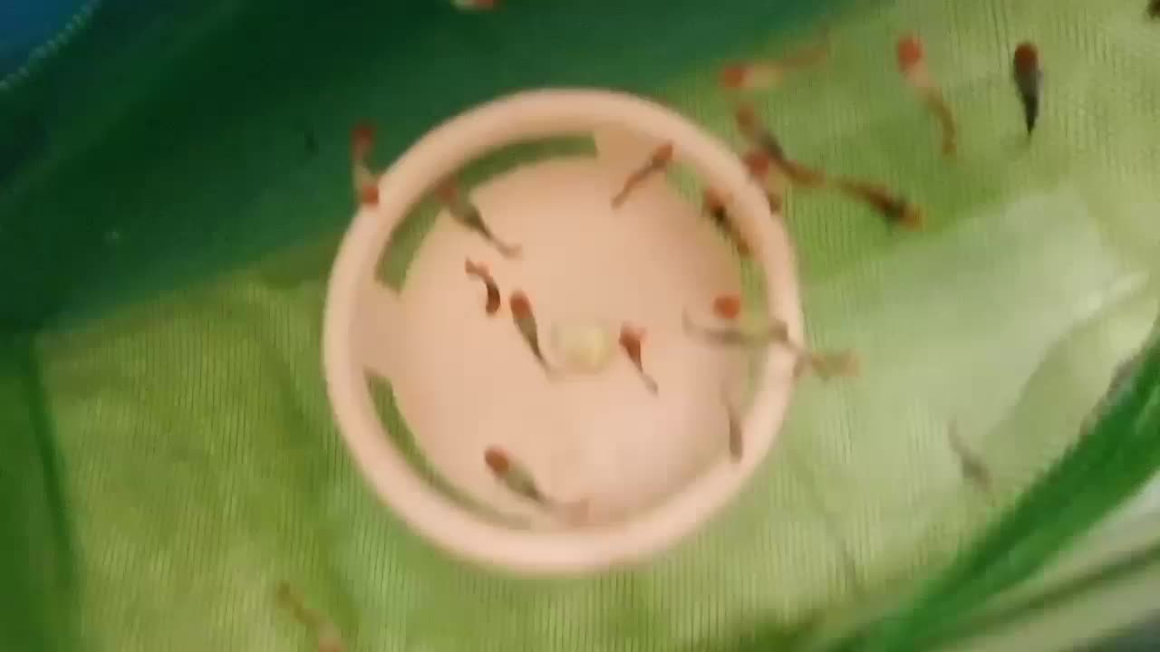 گوپی کوی بالن مولد گرید b|ماهی|تهران, زعفرانیه|دیوار