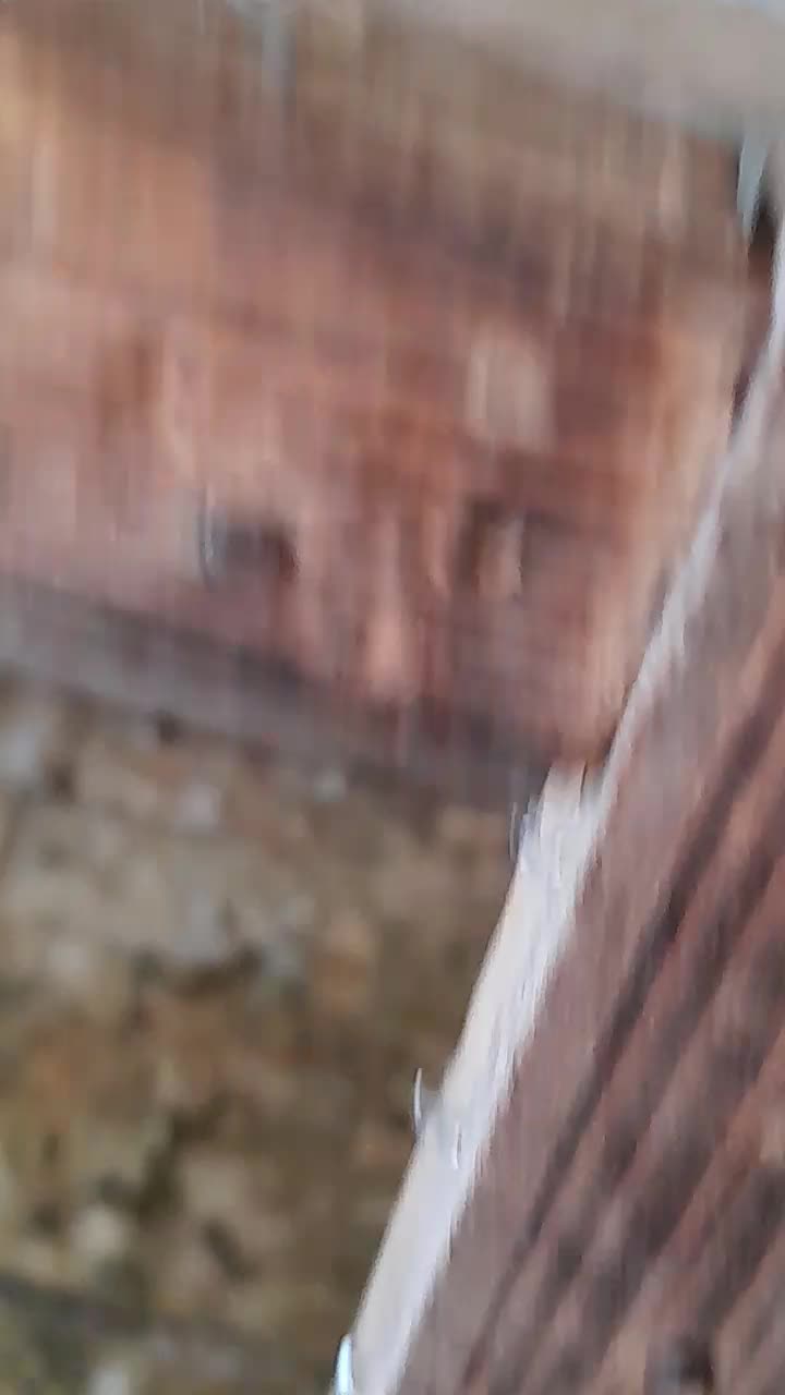 نرر|پرنده|سرپل ذهاب, |دیوار