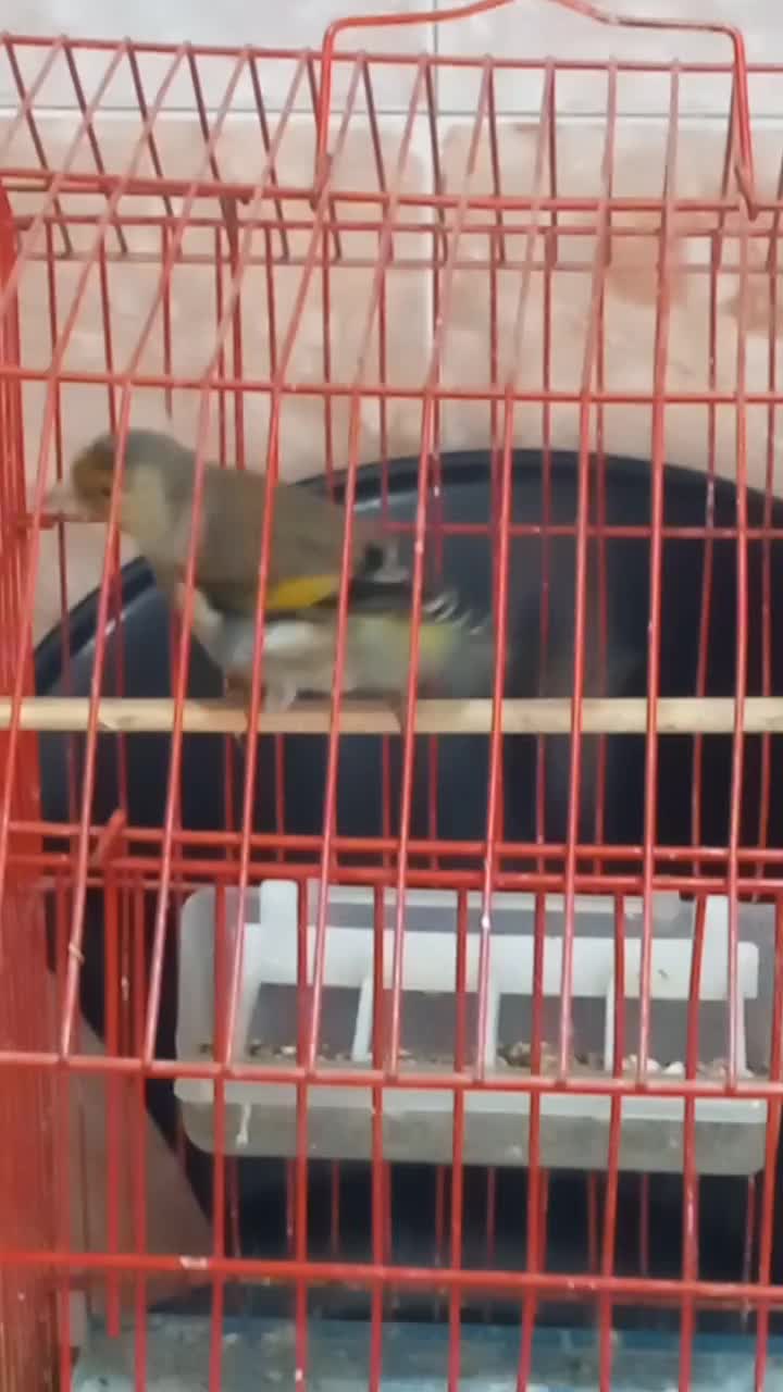 سهره قناری نر|پرنده|اردبیل, |دیوار