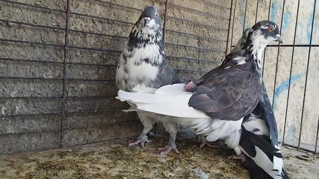 ستا قاره یک جفت کله دار گرگی|پرنده|هشتگرد, شهرک ریحانه|دیوار