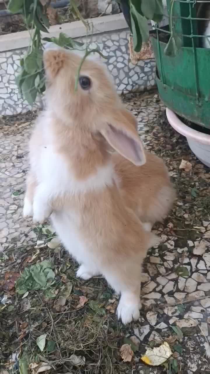 یک عدد بچه خرگوش نر دوماهه|موش و خرگوش|نظرآباد, نظرآباد|دیوار