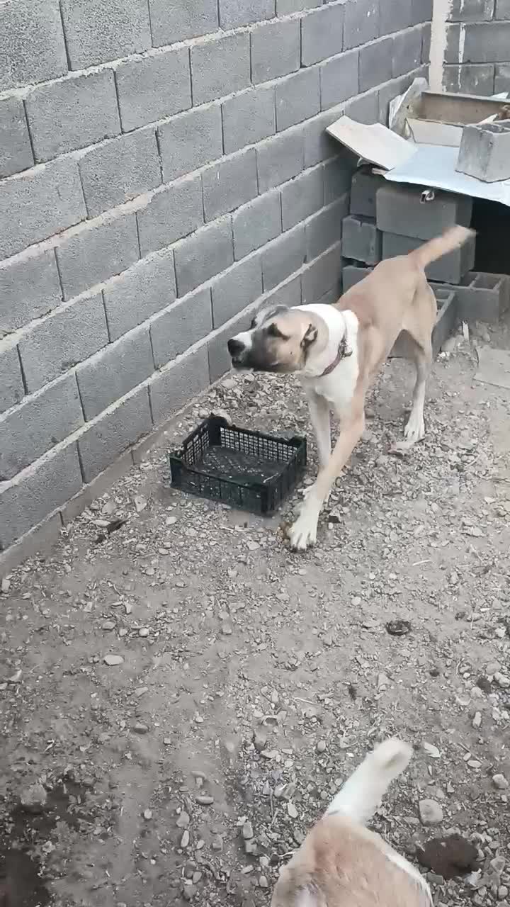 سگ افغان خالص|سگ|تهران, کیانشهر|دیوار