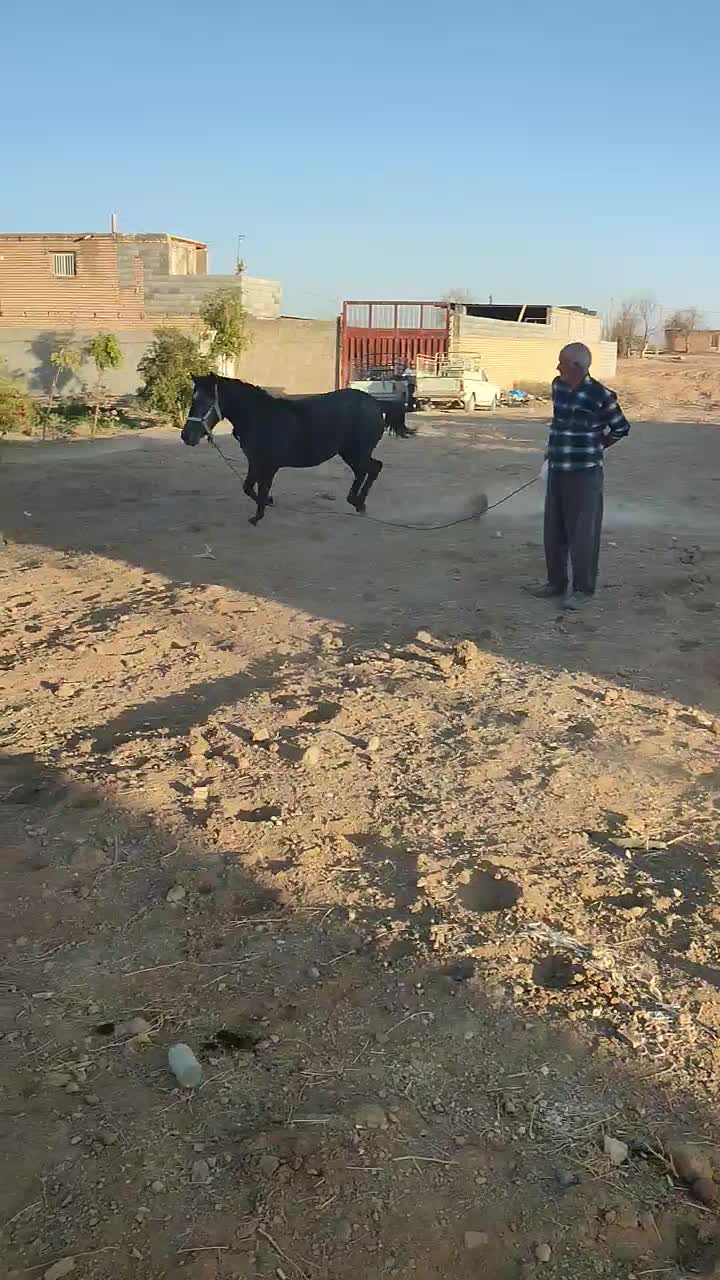 اسب مادیان کرد.|اسب و تجهیزات اسبسواری|مبارکه, |دیوار