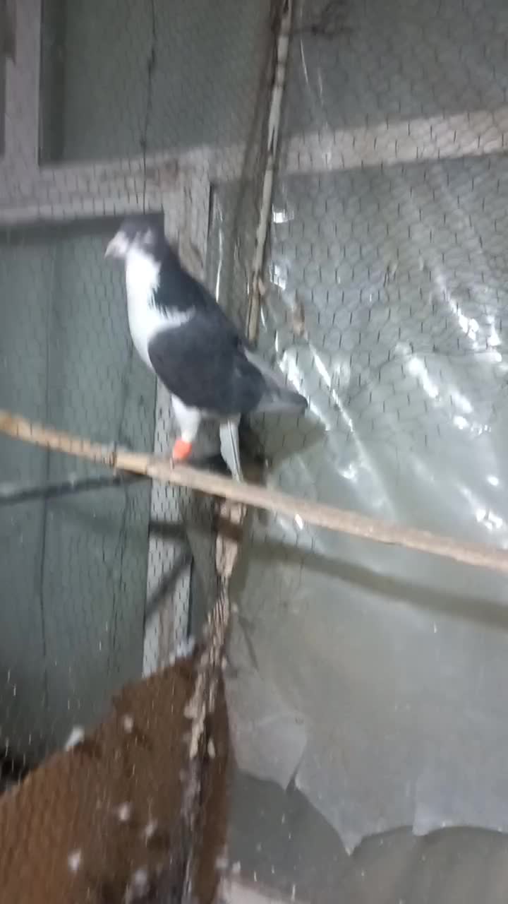 نر مست|پرنده|قزوین, |دیوار