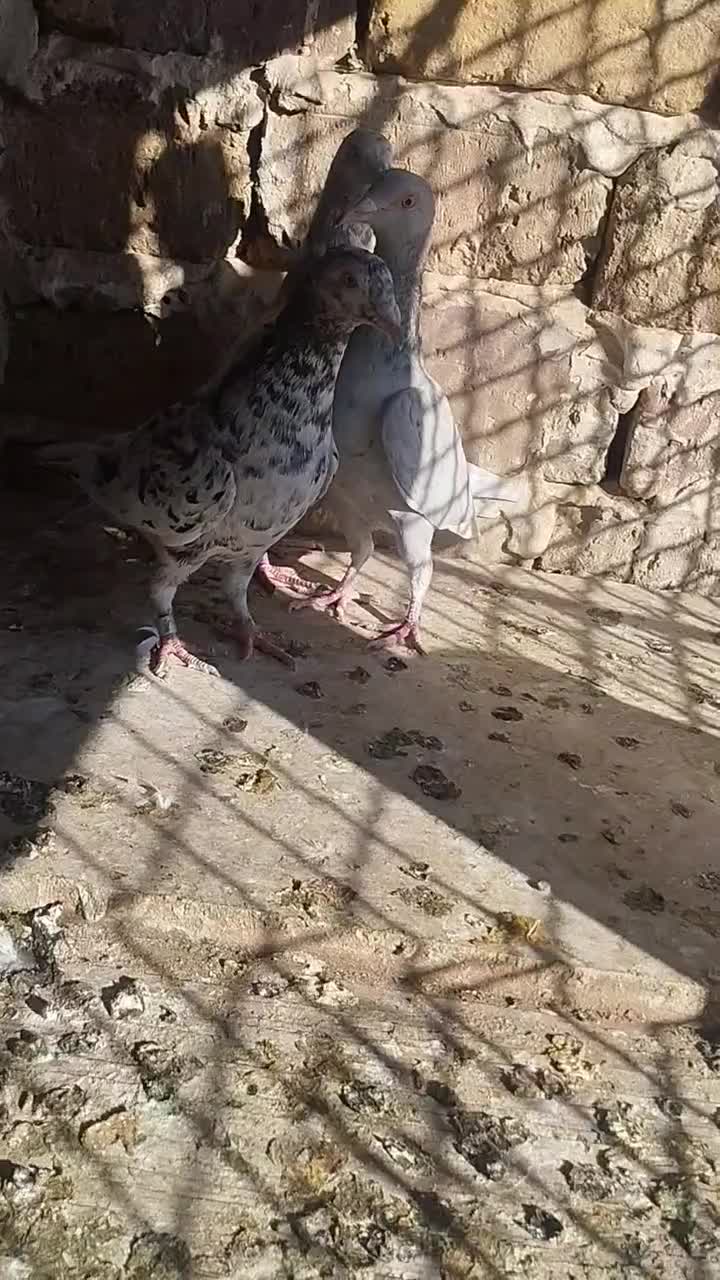 ۳تا هفت رنگ|پرنده|محمدیه-قزوین, |دیوار