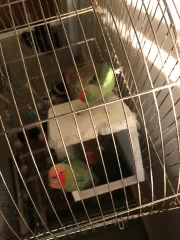 سه تا طوطی برزیلی با قفس و تخم|پرنده|مشهد, تربیت (صدف)|دیوار